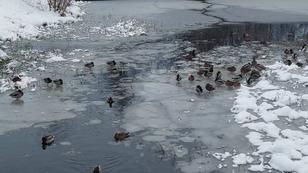 Icy water surface with snow on the sides and ducks walking on and swimming through the ice. In Borlänge.